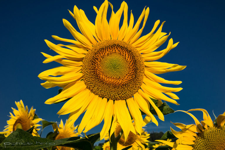 antidepressant alternative