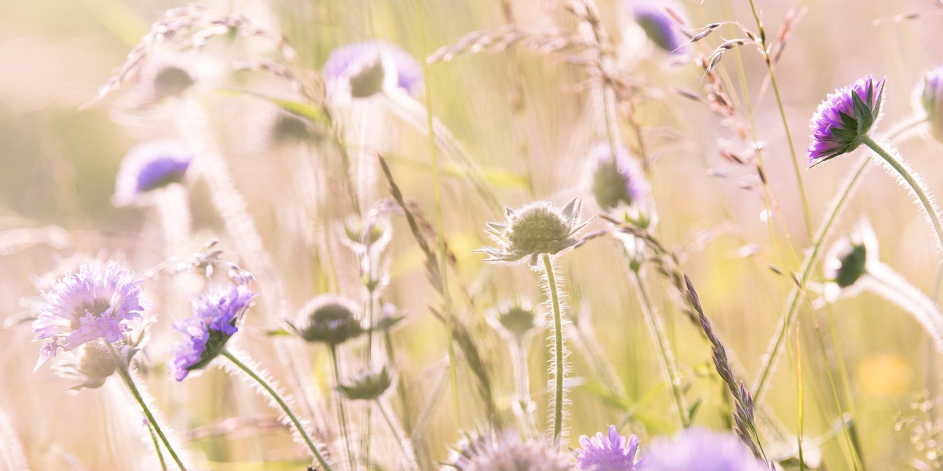 Usui Reiki learn college school