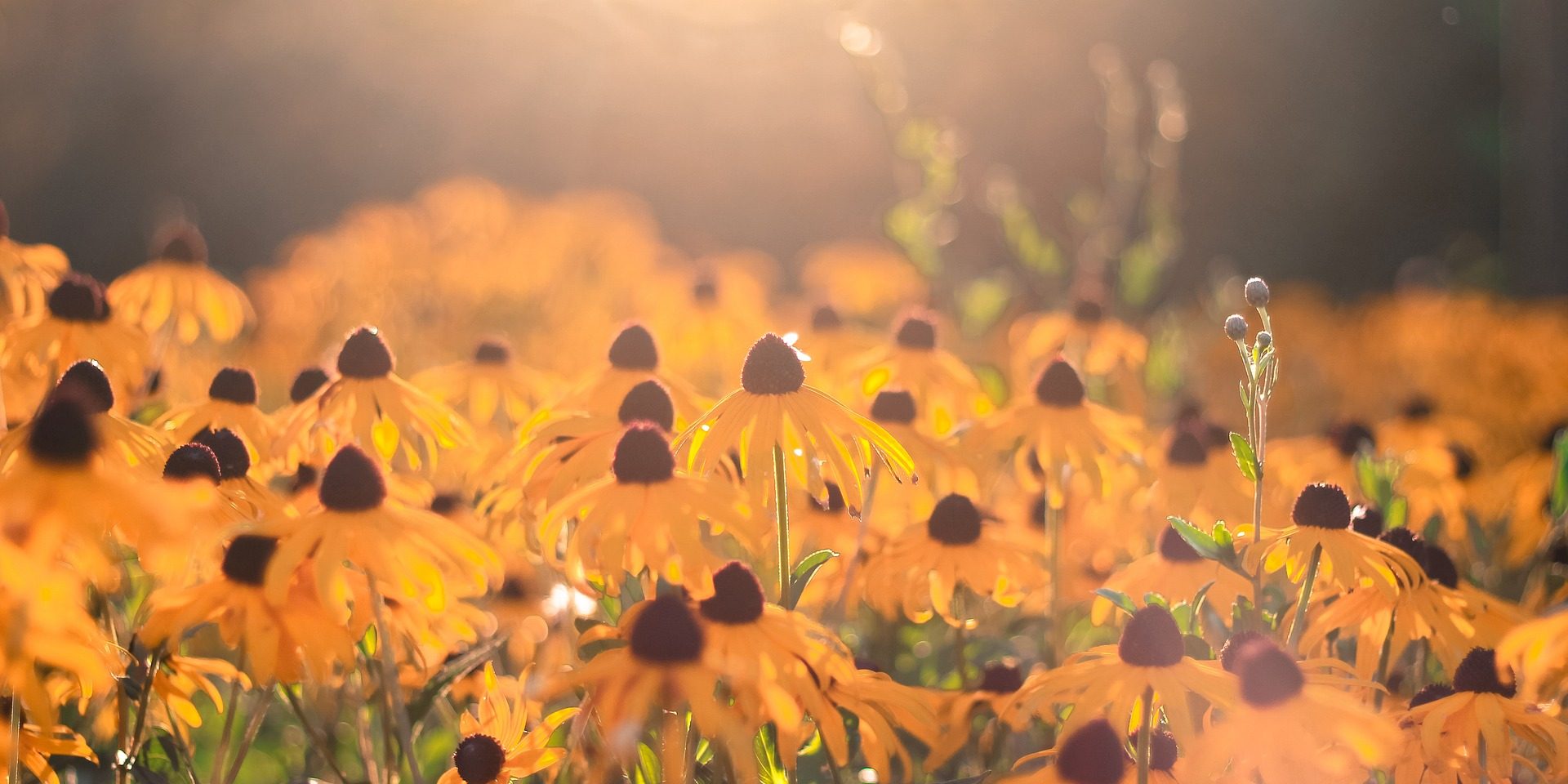 Reiki school teacher Master