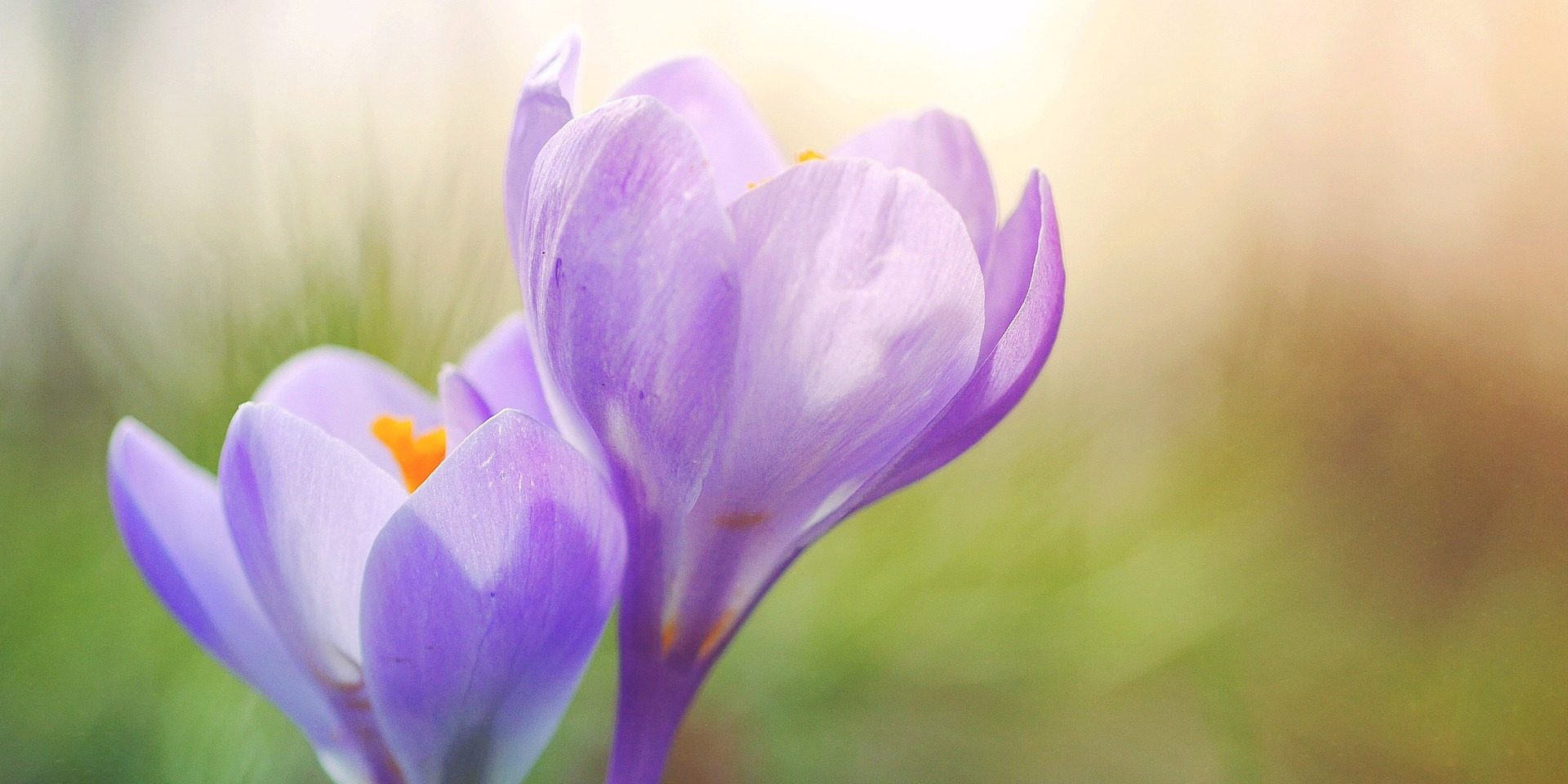 qualify Reiki workshop