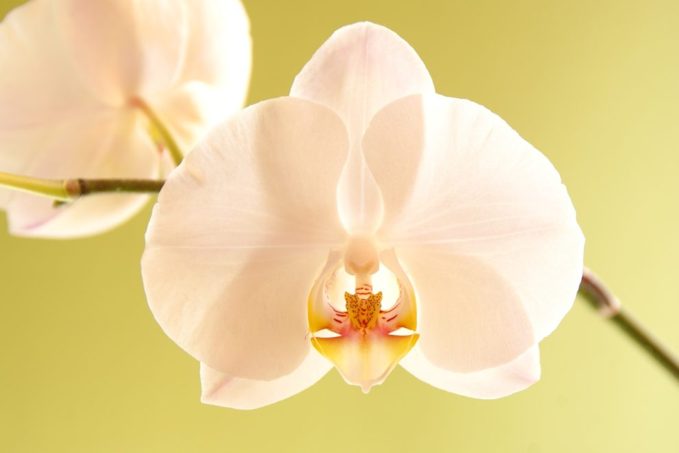 Usui Reiki Master teacher training day Warrington