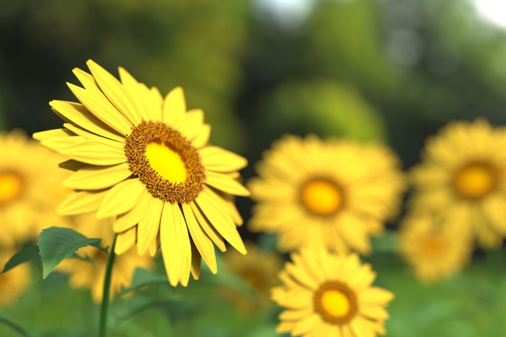 Usui Reiki training course Warrington Manchester