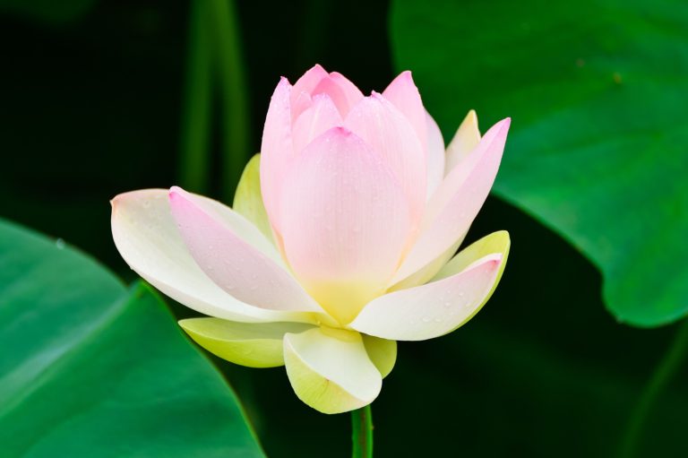 Reiki training course Cheshire