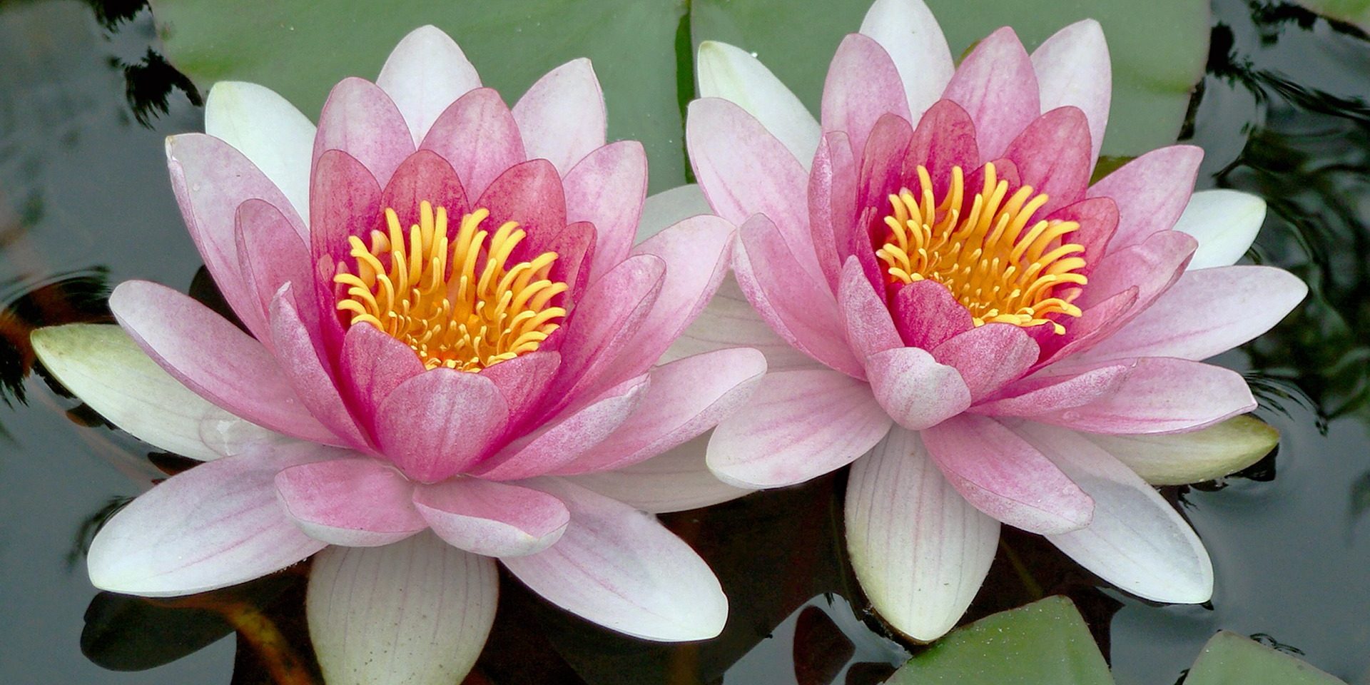 reiki training workshop course