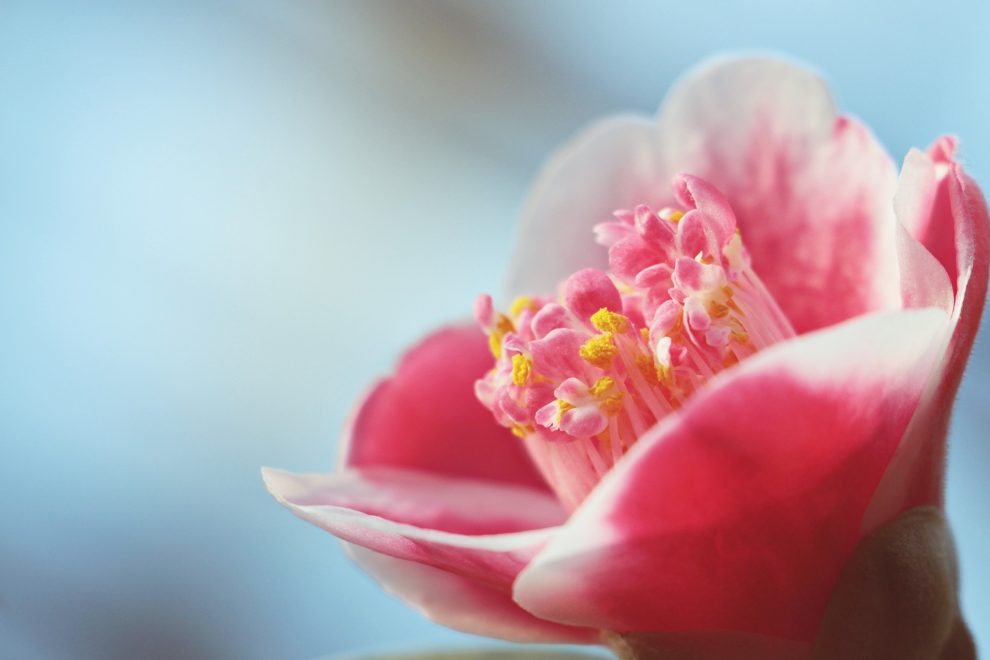 Usui Reiki Masters workshop training event Manchester