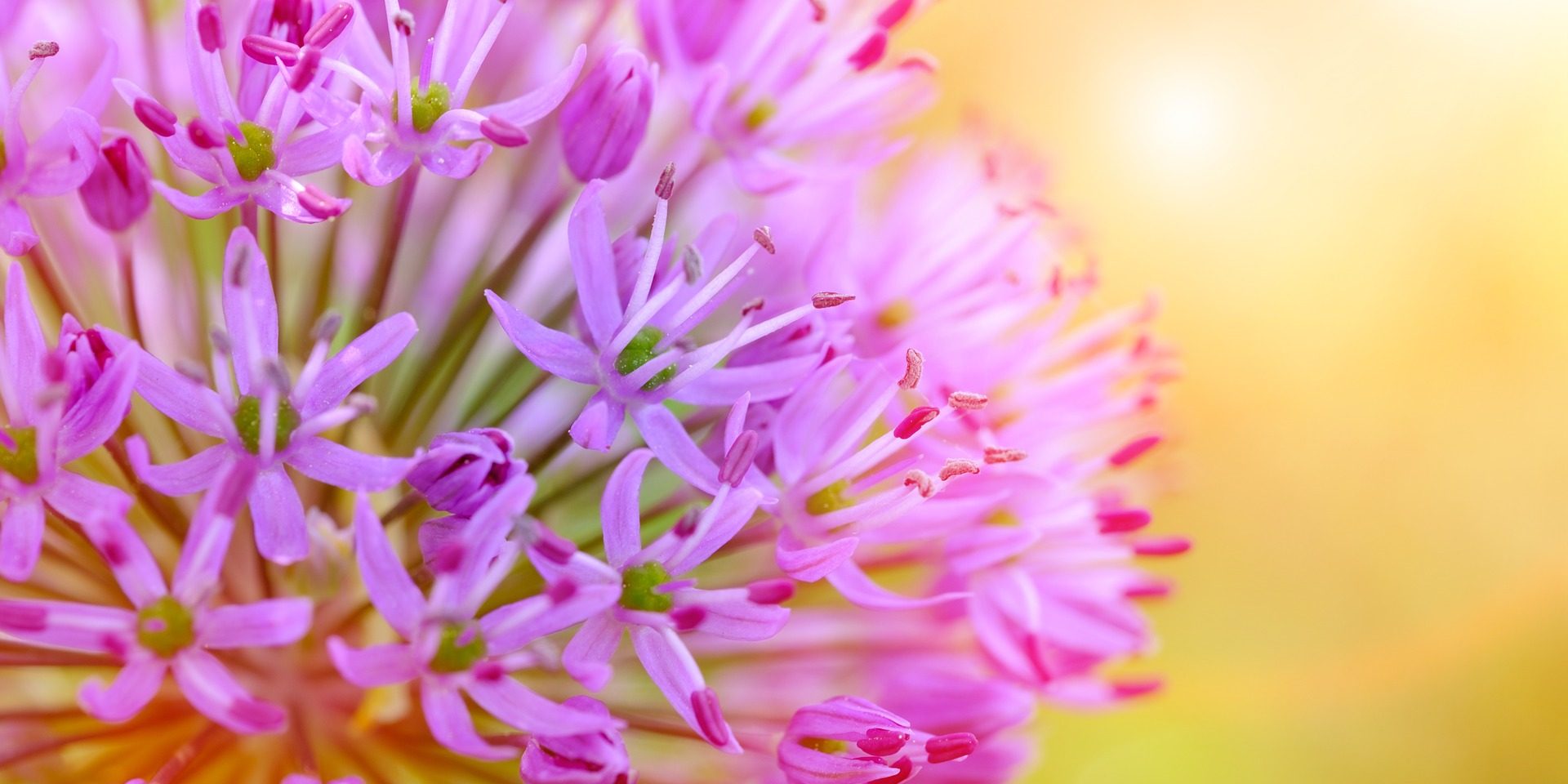 Usui Reiki 2 training