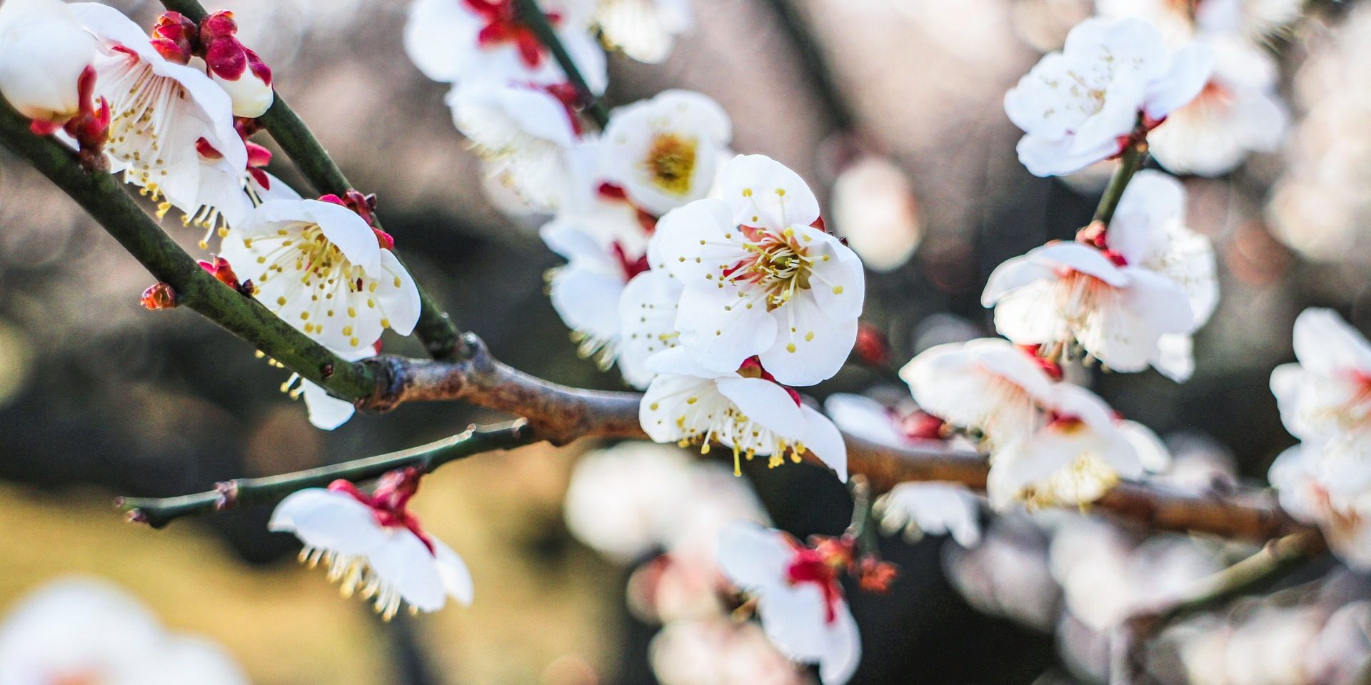 Reiki healing near me