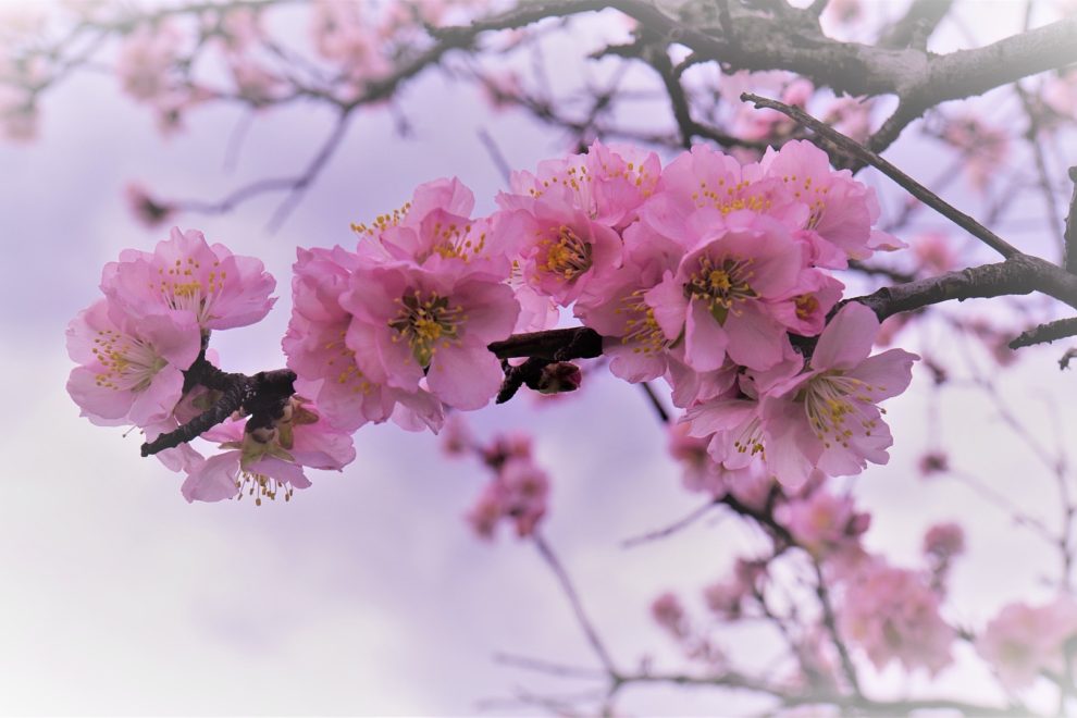 Reiki 1 self care course