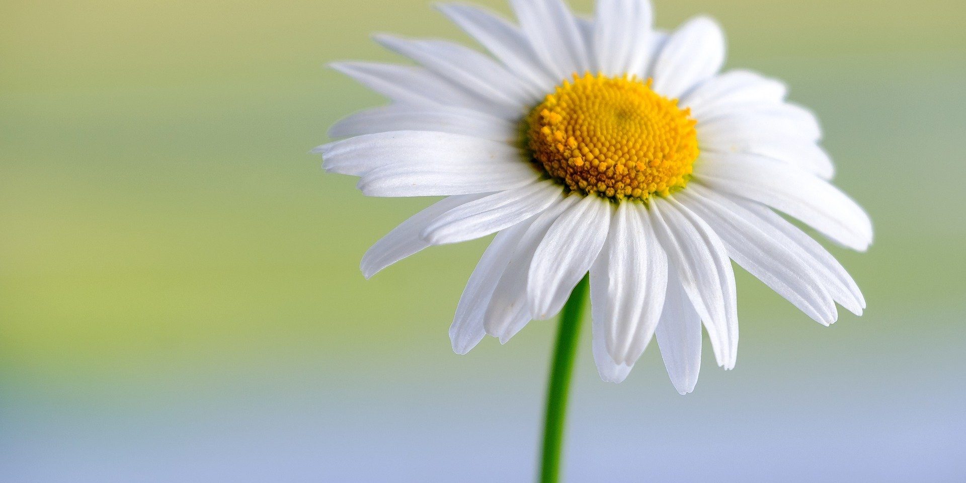 Reiki 1 training course