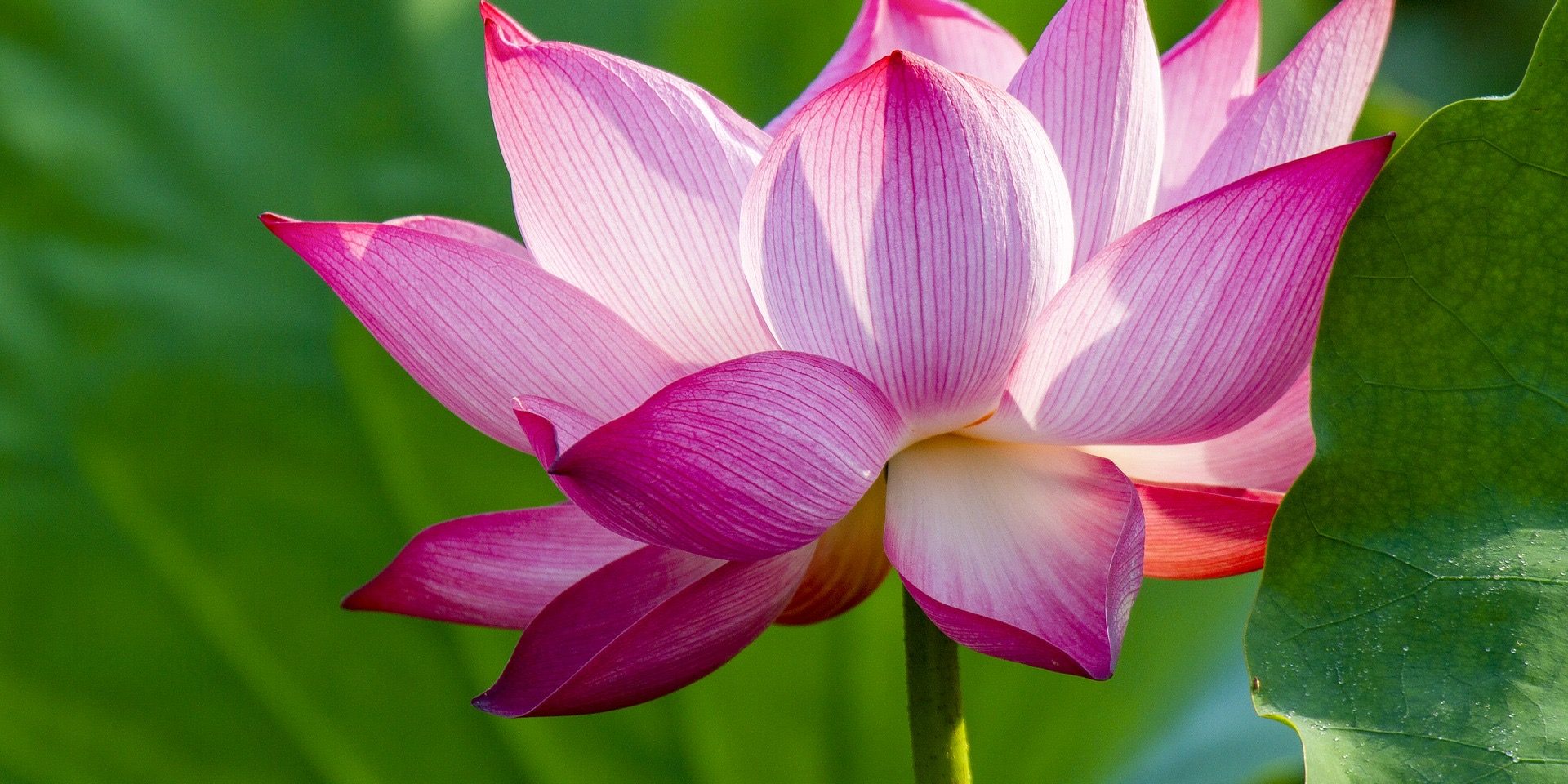 Reiki training course