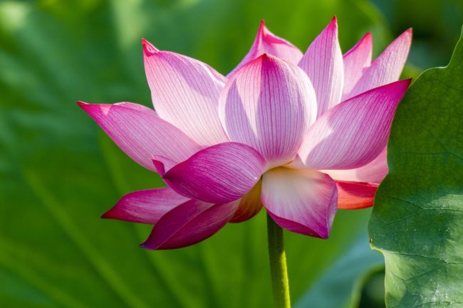 Reiki training course