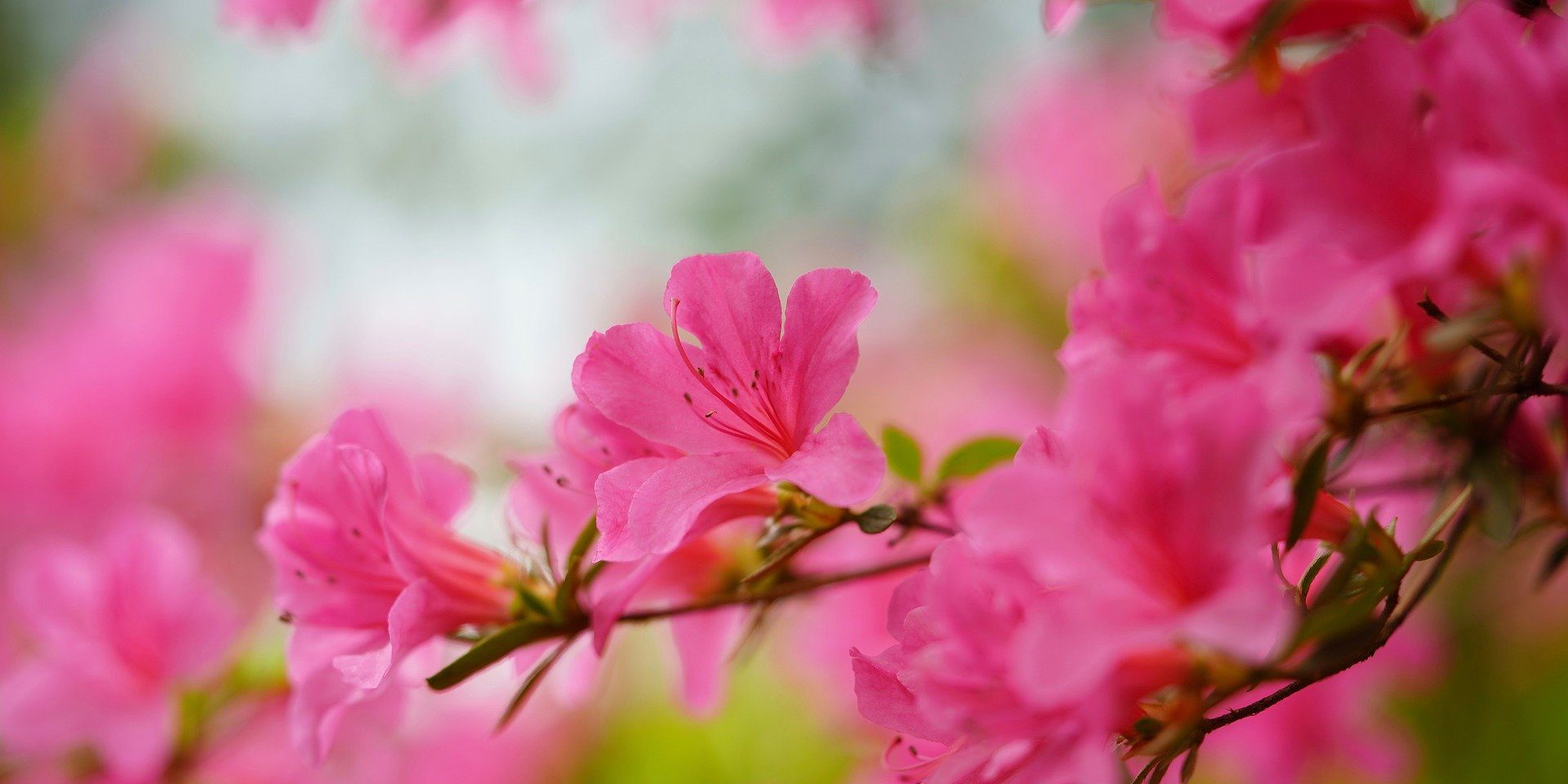 Usui Reiki 1 training course