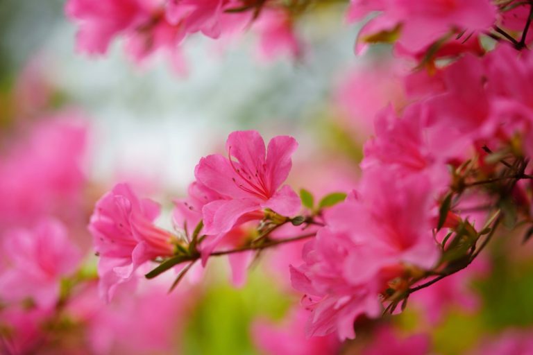 Usui Reiki 1 training course