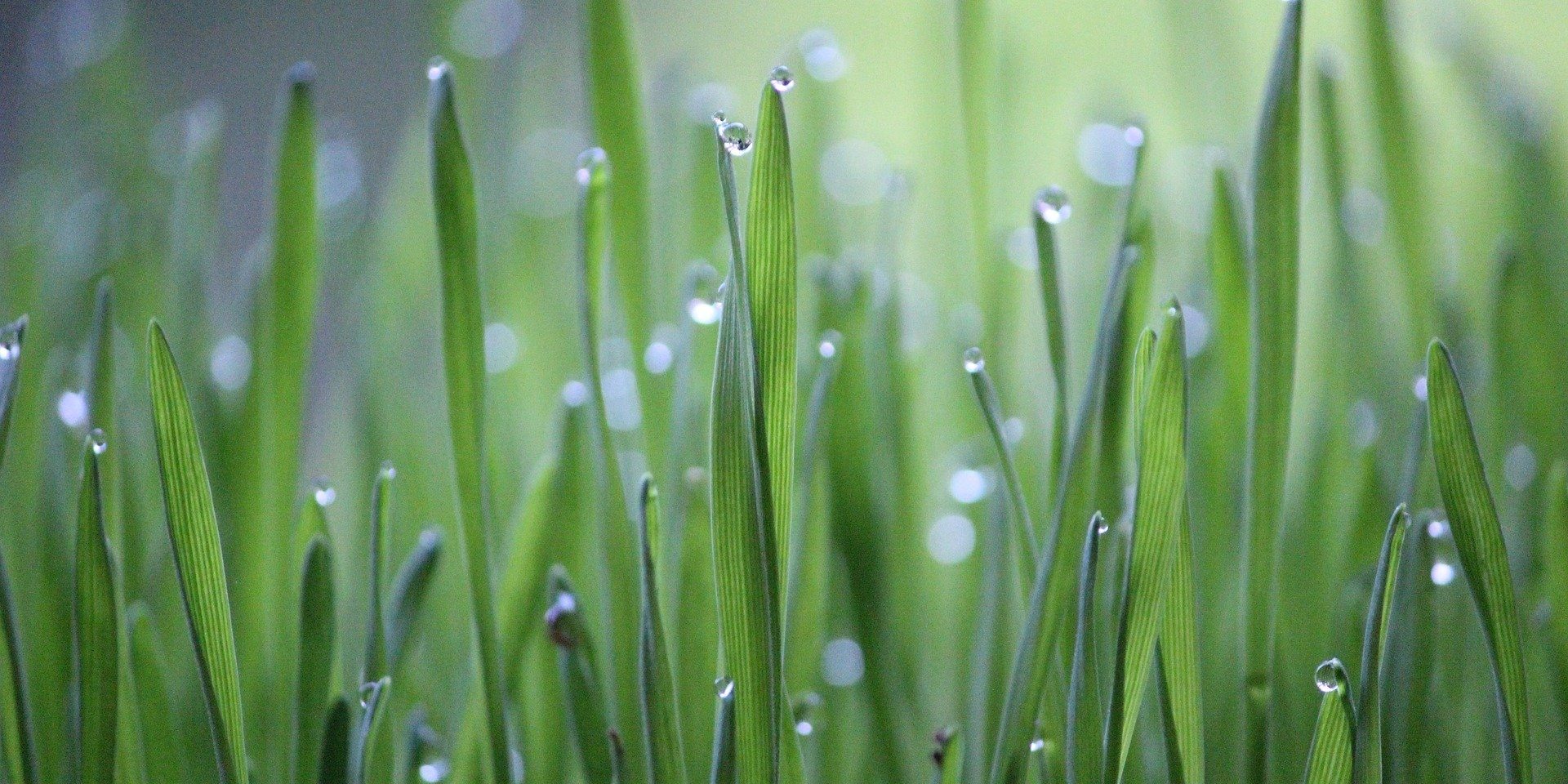 Usui Reiki training course