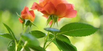 Recommended Reiki class