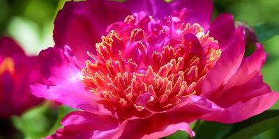 Reiki healing course