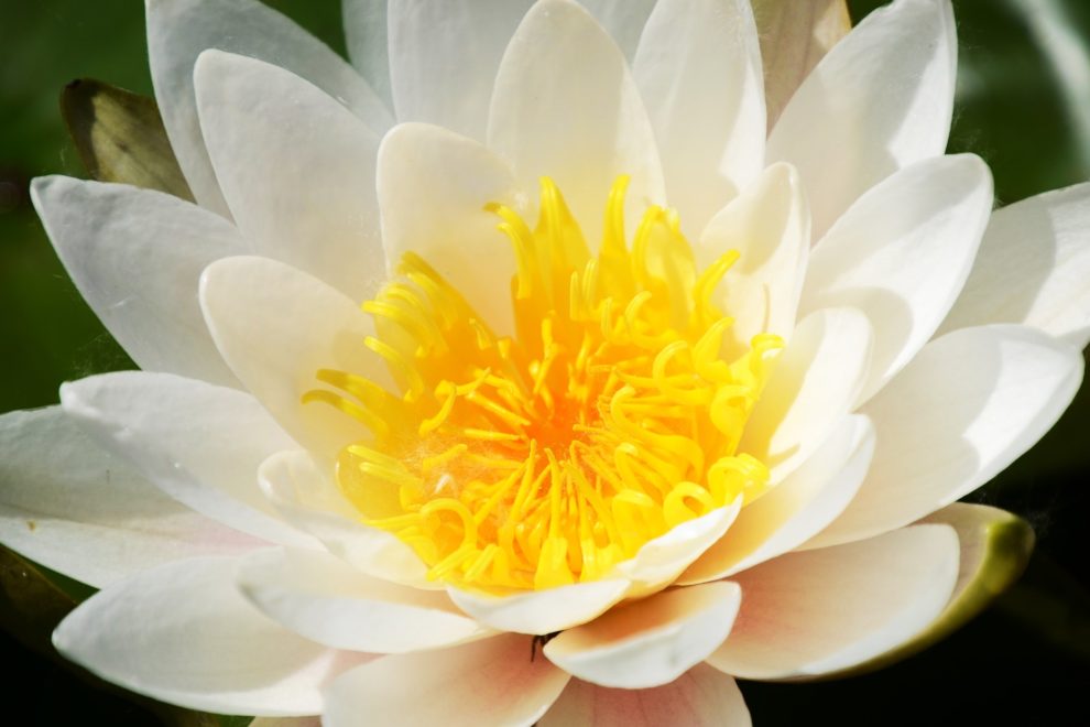 approved reiki course