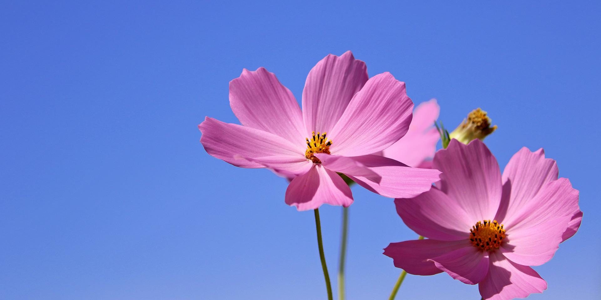 Reiki best training course