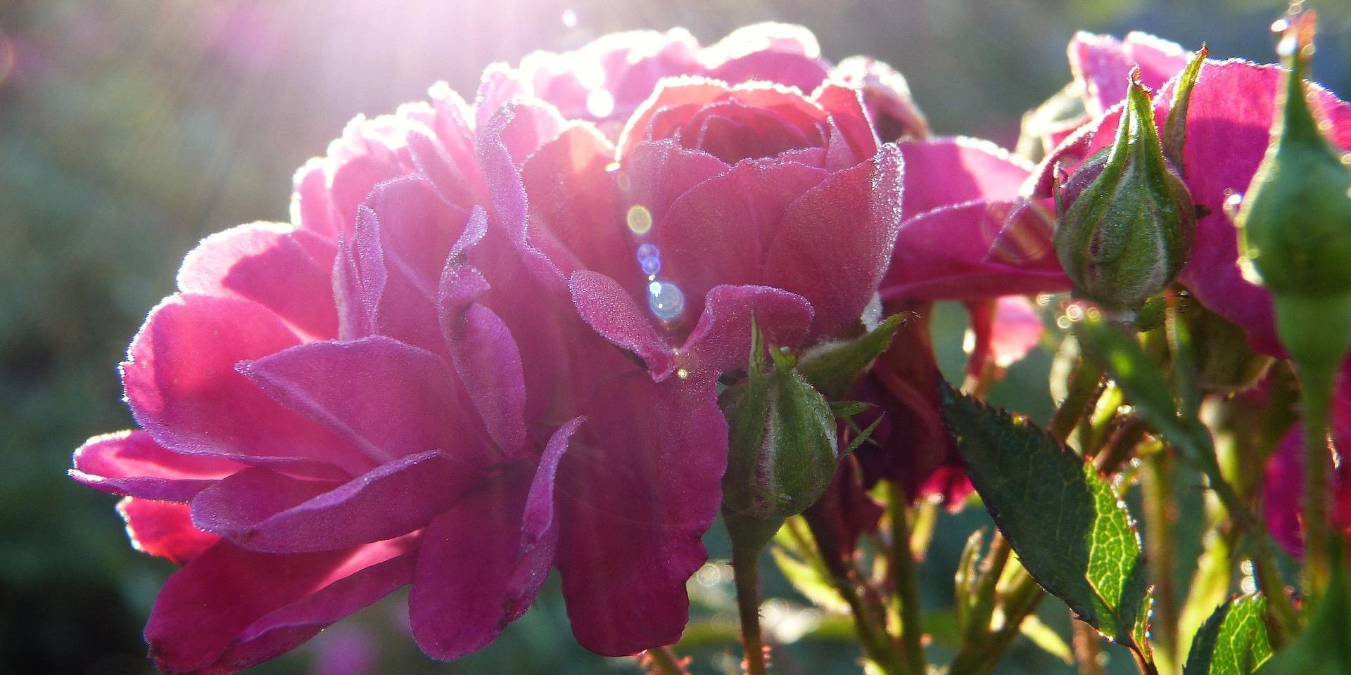 approved Reiki training