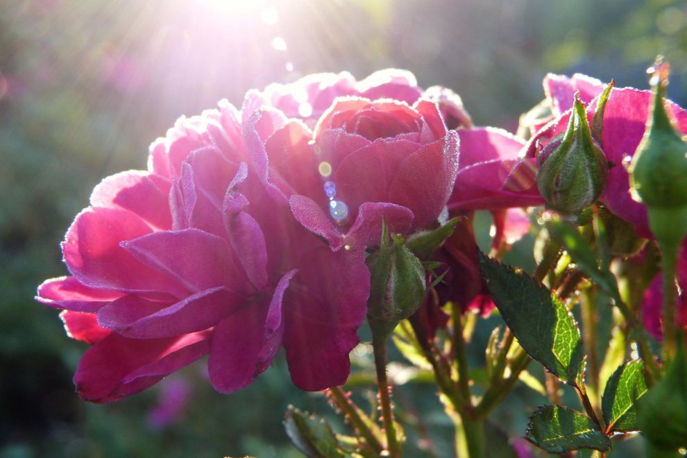 approved Reiki training