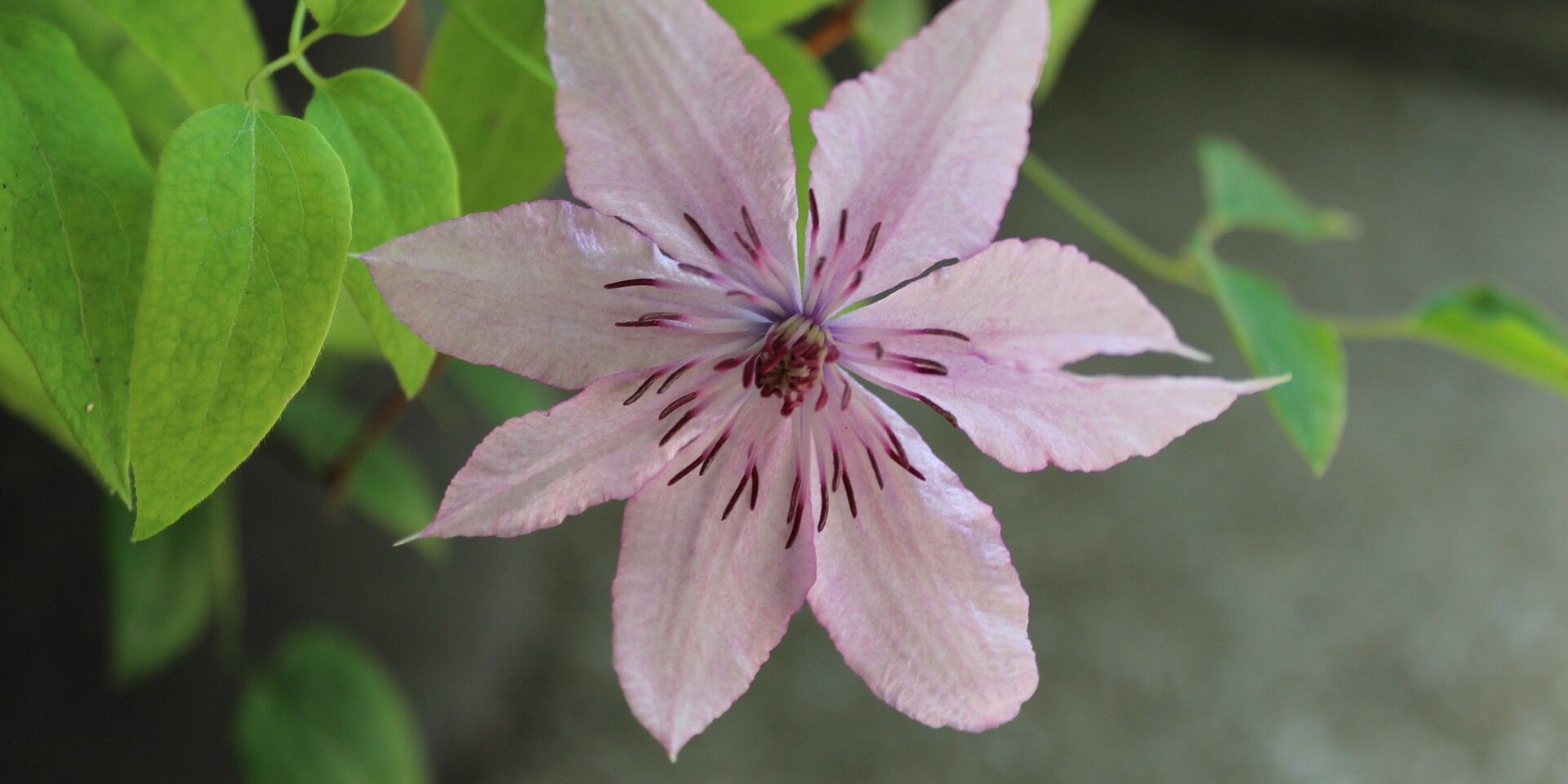 Reiki 1 training course