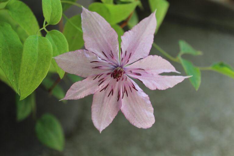 Reiki 1 training course