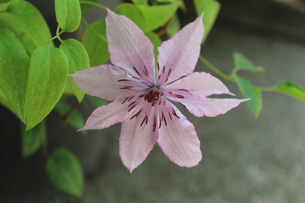 Reiki 1 training course