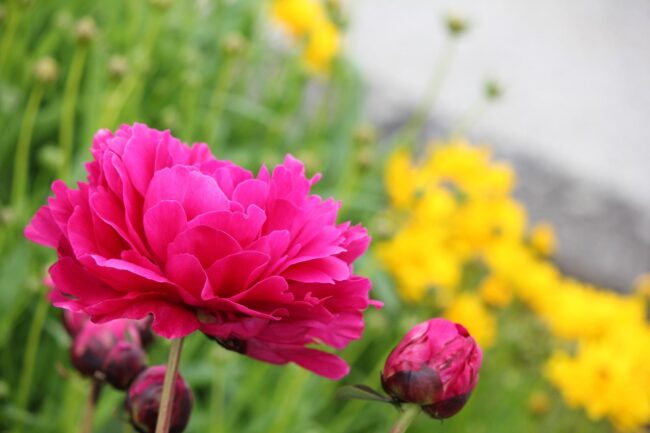 Reiki 1 training event