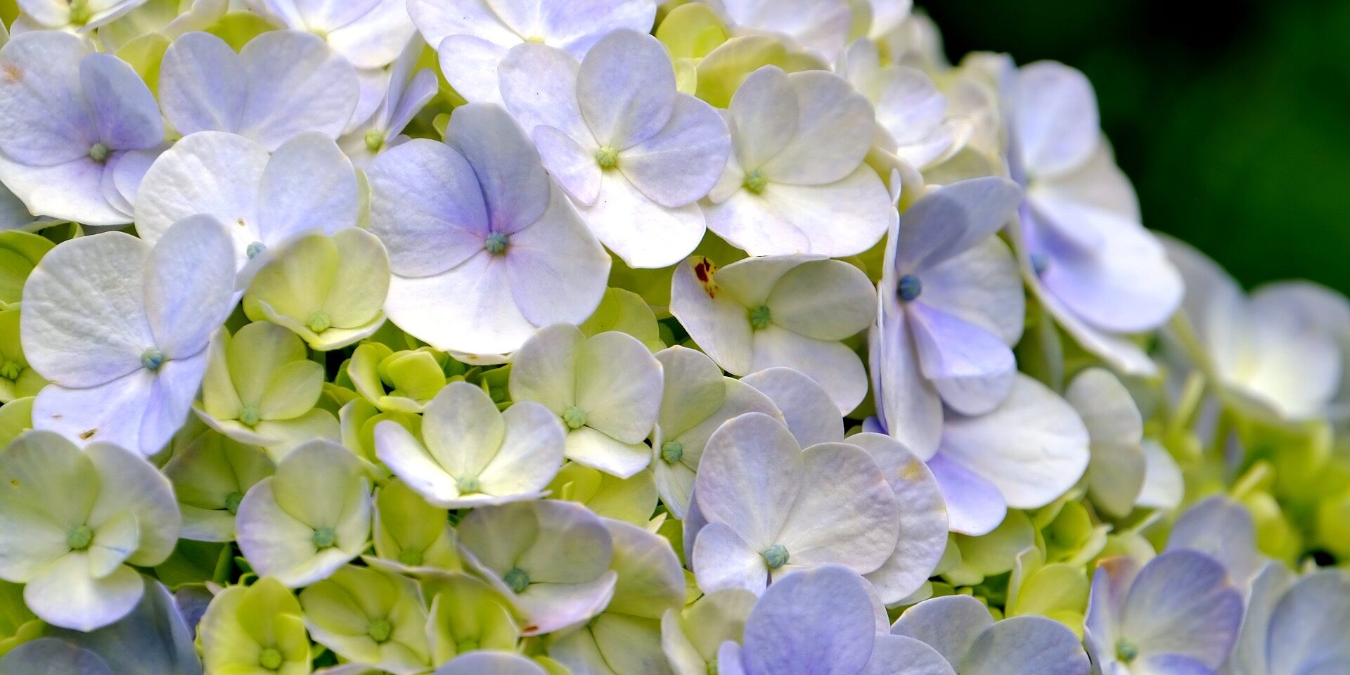 First Degree Reiki Cheshire