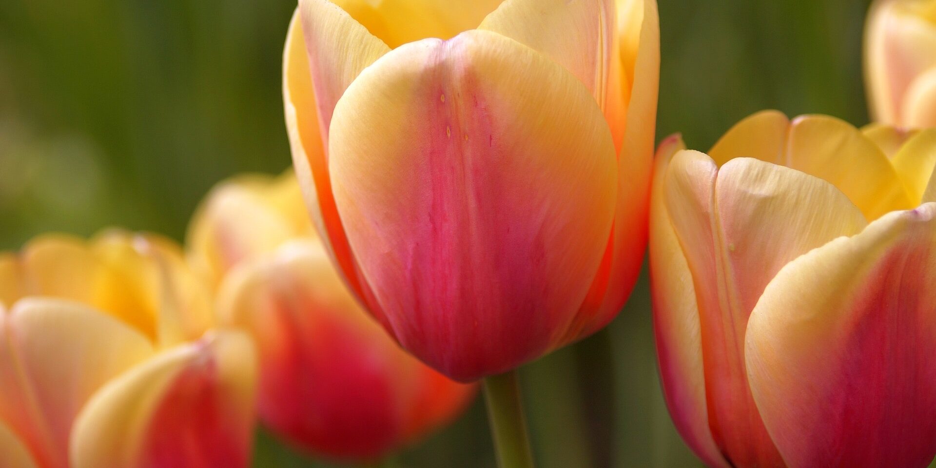 Reiki Level 1 training