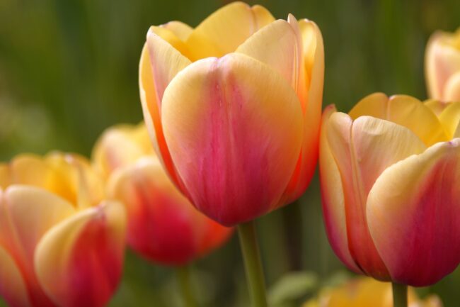 Reiki Level 1 training