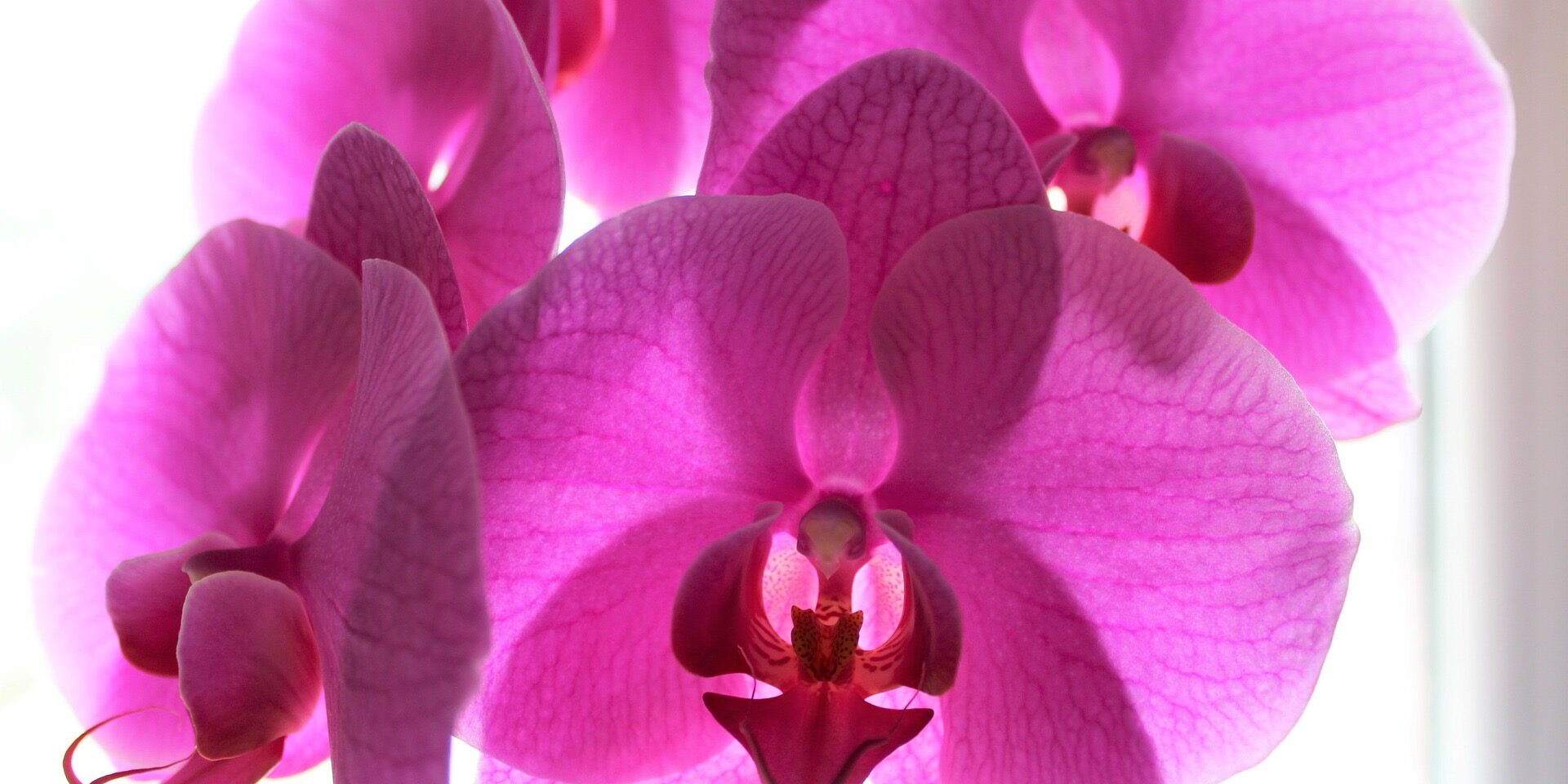 Reiki Masters course