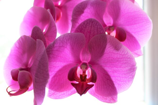 Reiki Masters course