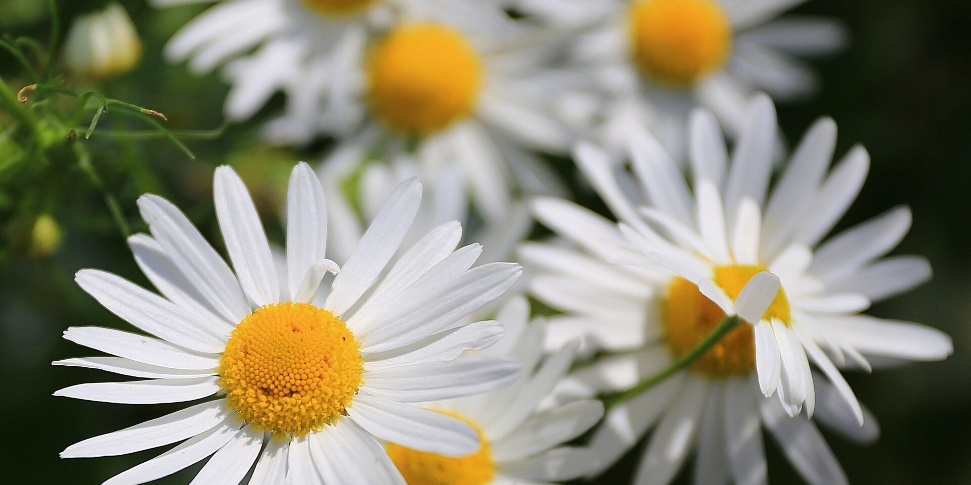 Usui Reiki 1 training