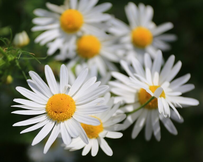 Usui Reiki 1 training