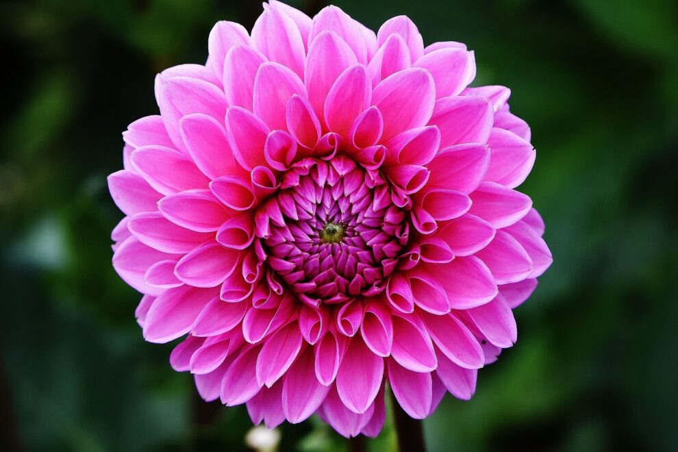 Become a reiki therapist