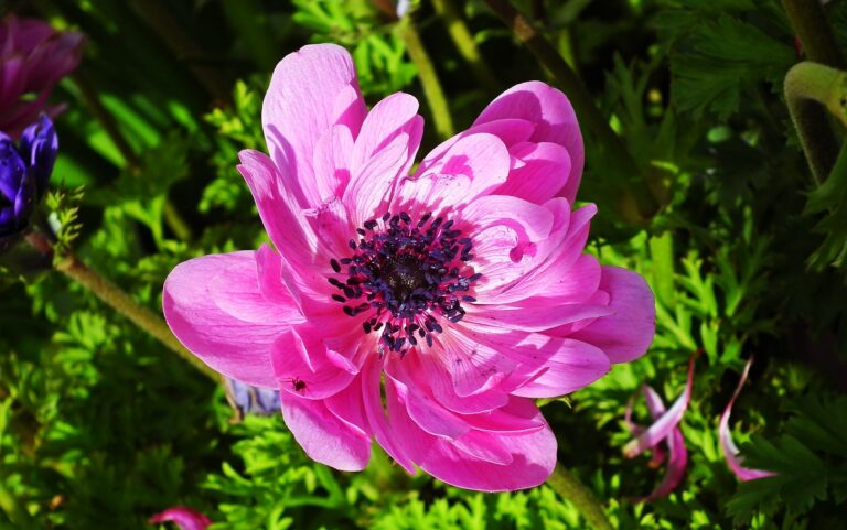 Reiki Master teacher training