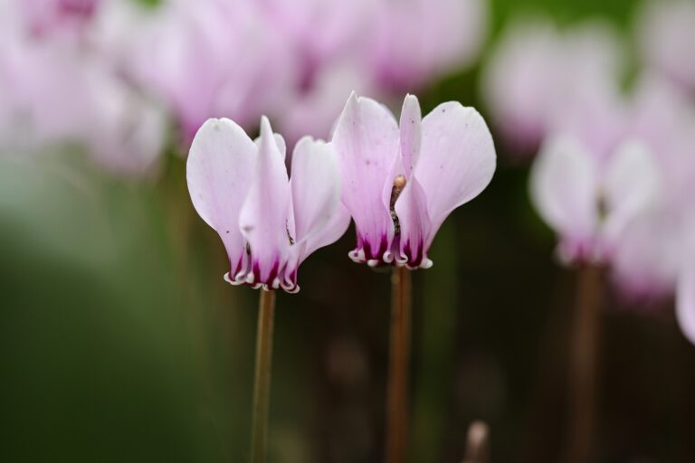 Beginners Reiki 1 Warrington