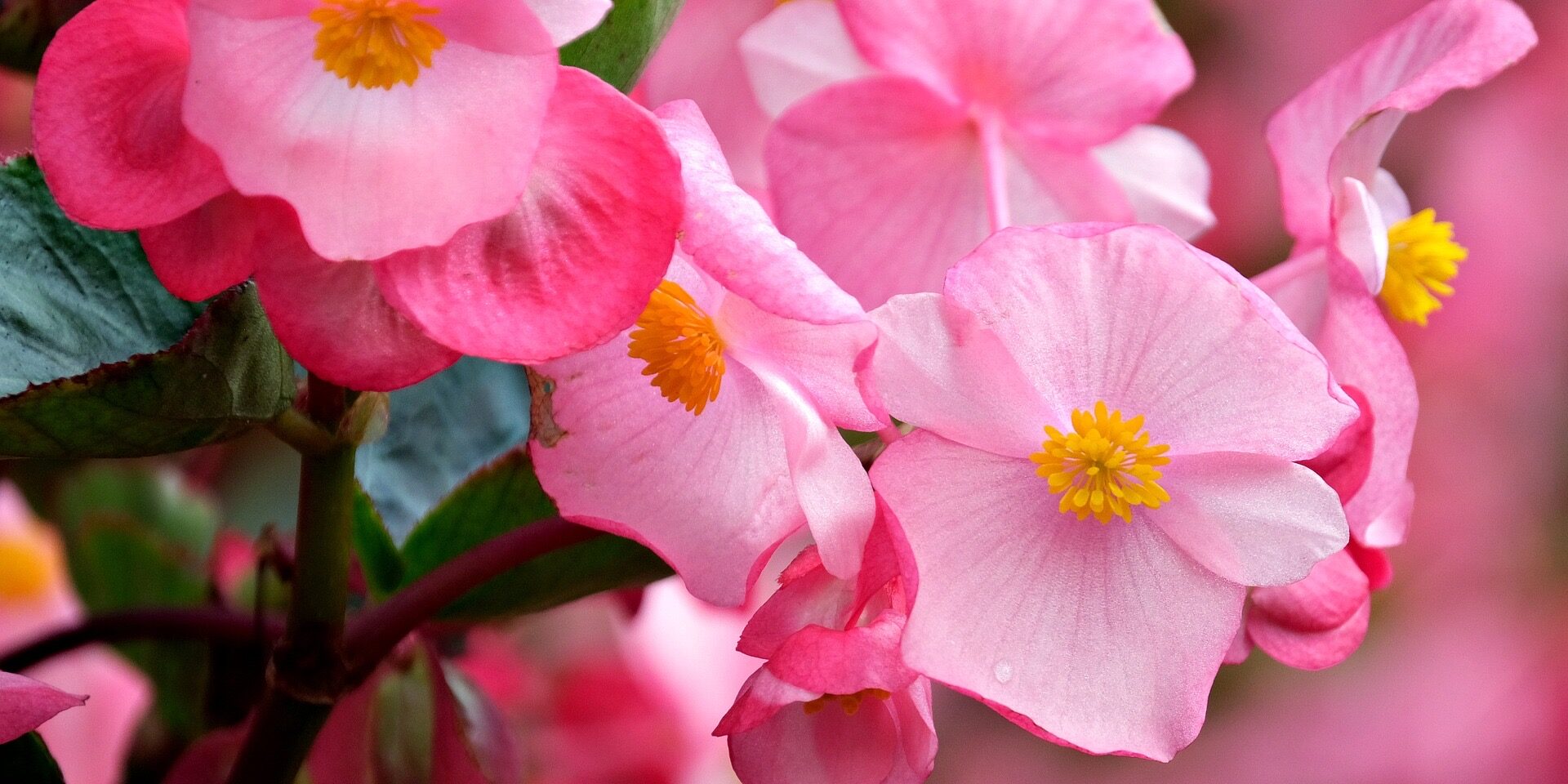 Reiki Master training