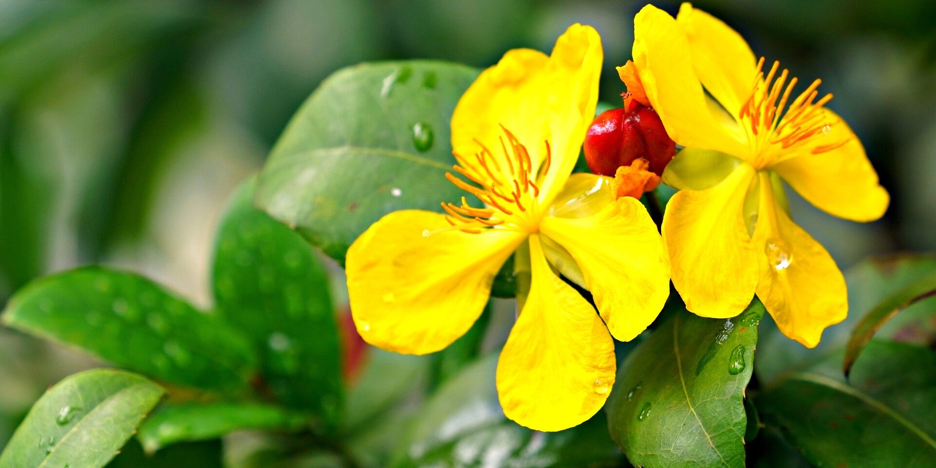 Usui Reiki 1 training Cheshire