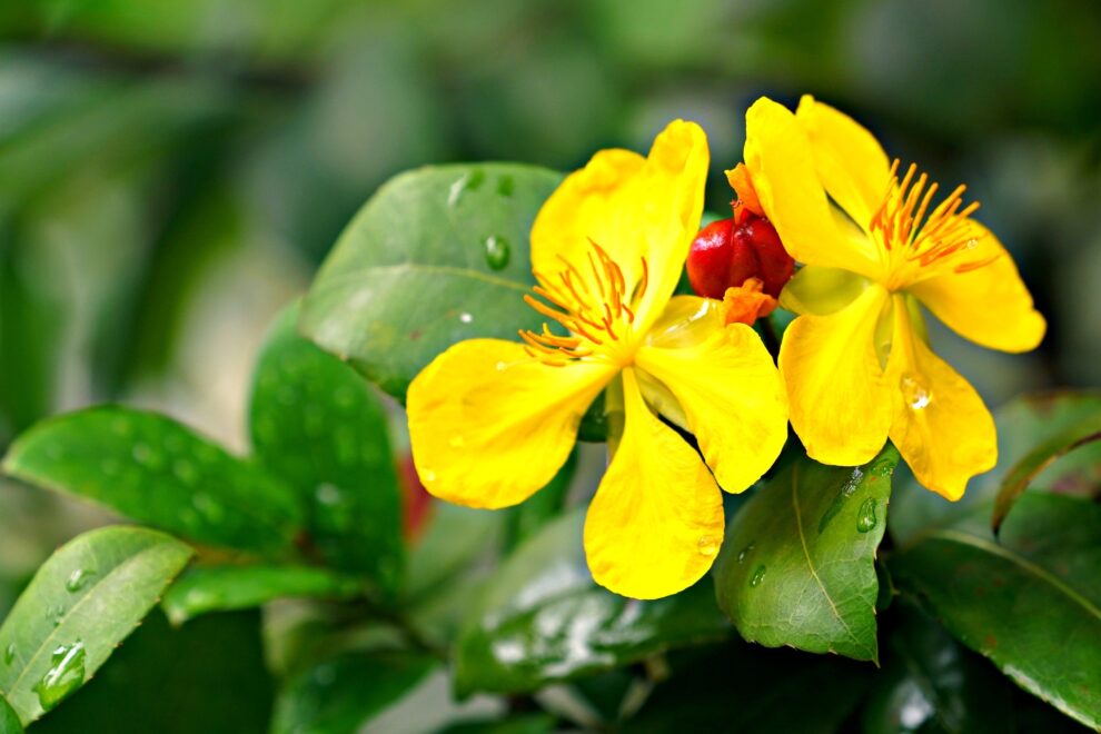 Usui Reiki 1 training Cheshire