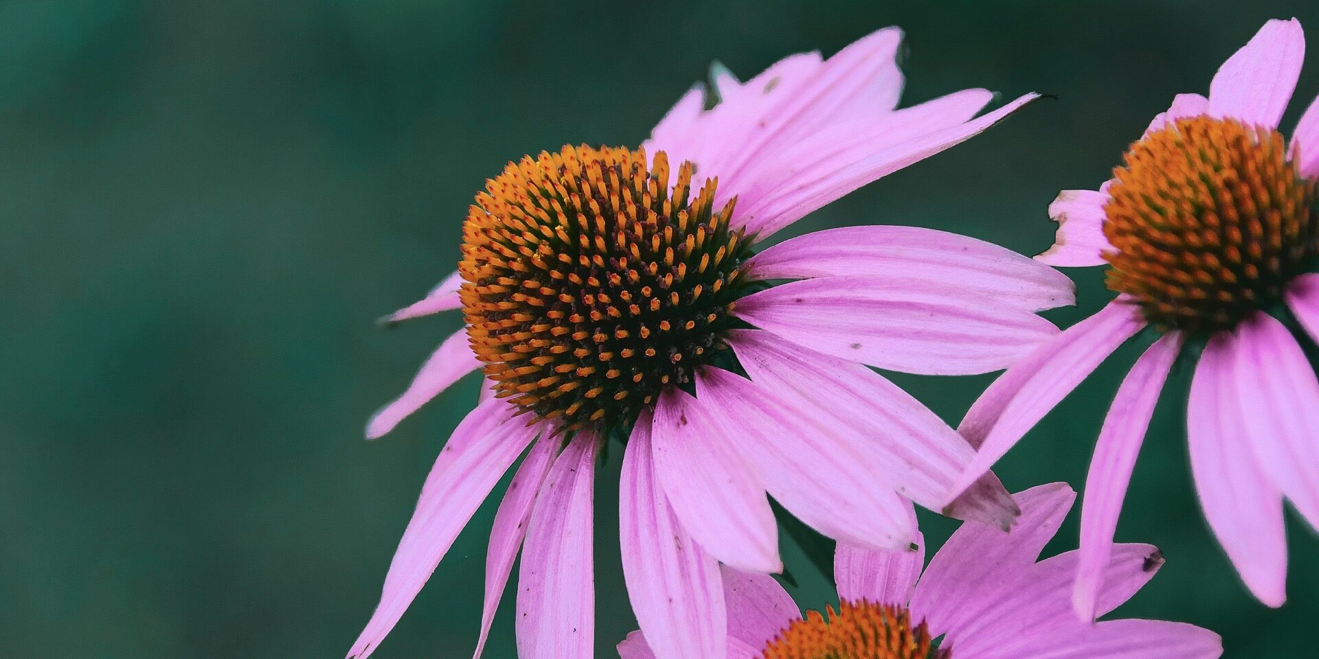 Usui Reiki level 2 training