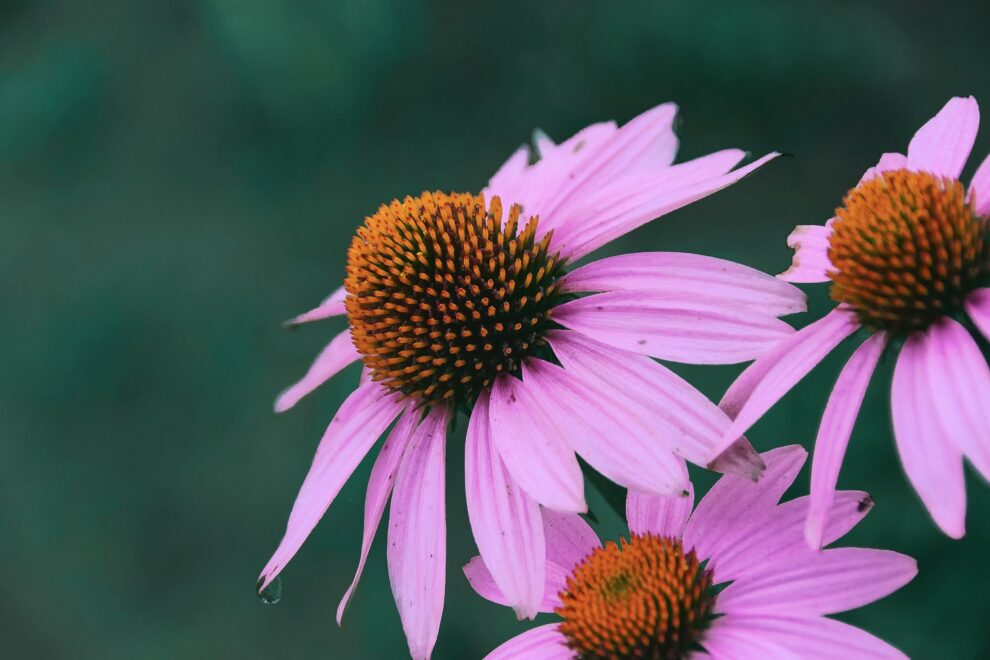 Usui Reiki level 2 training