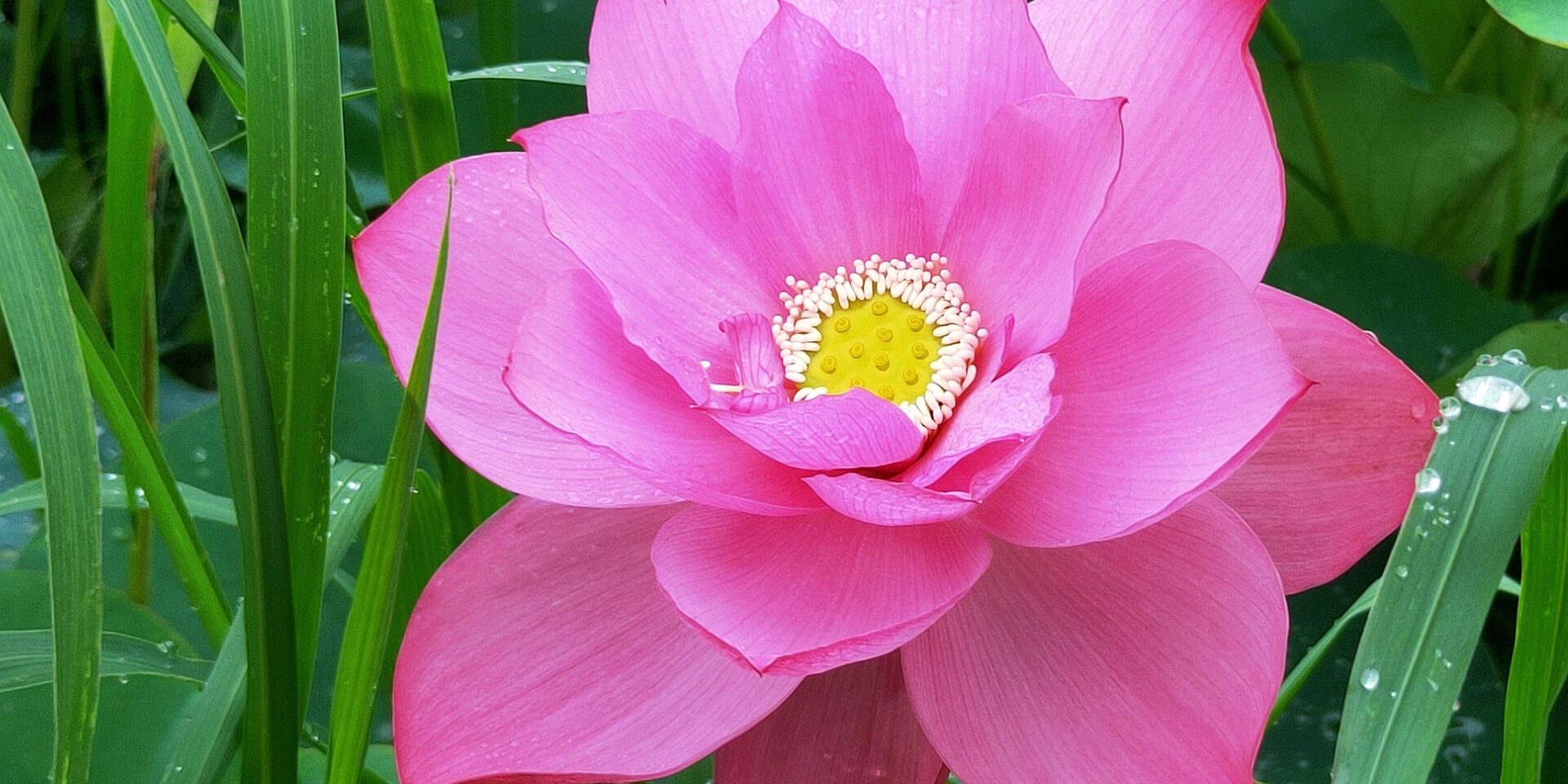 Reiki Master training