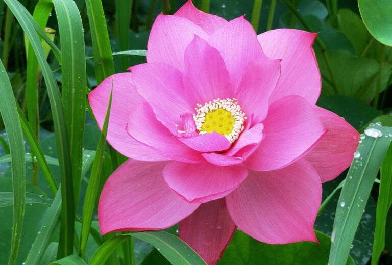 Reiki Master training