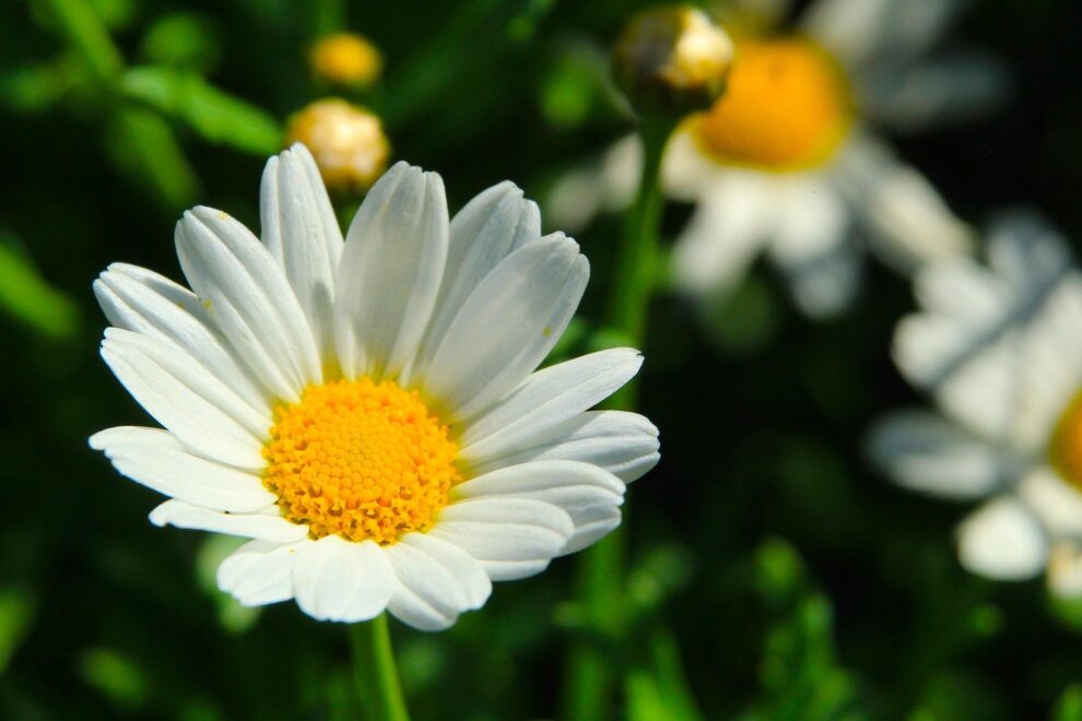 Reiki 1 Warrington Bank Holiday