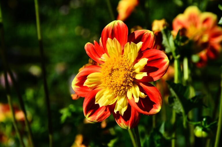 Reiki 2 training course Cheshire