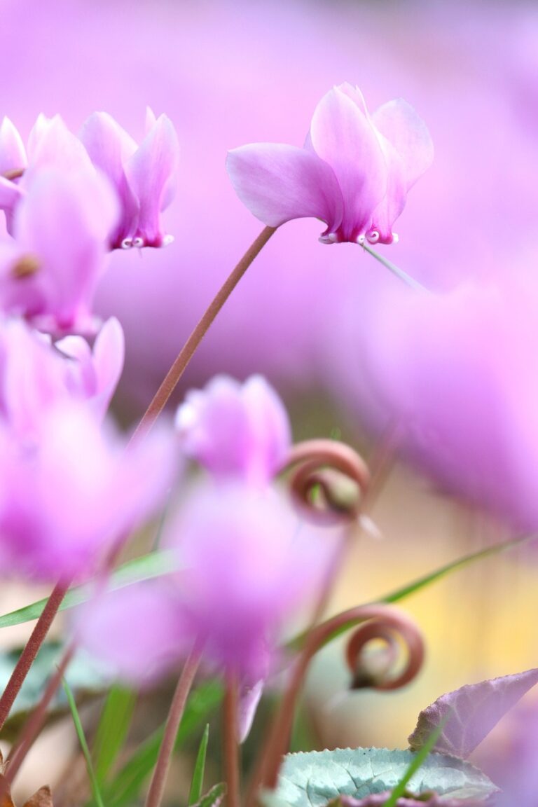 Reiki Master training