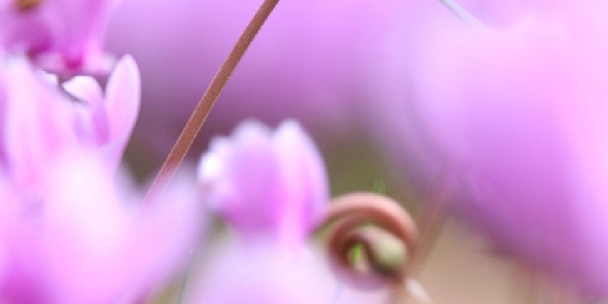 Reiki Master training