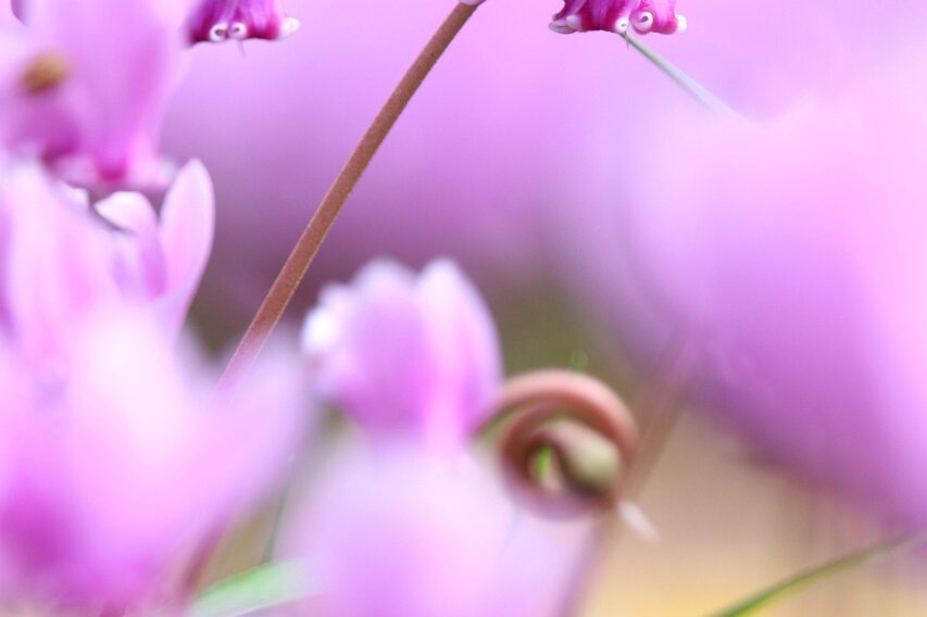 Reiki Master training